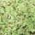 赤峰西瓜一茬九成熟大量上市需要的客户联系