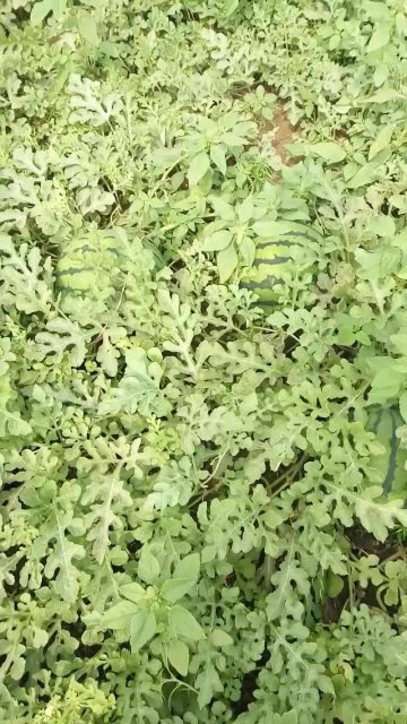 赤峰西瓜一茬九成熟大量上市需要的客户联系