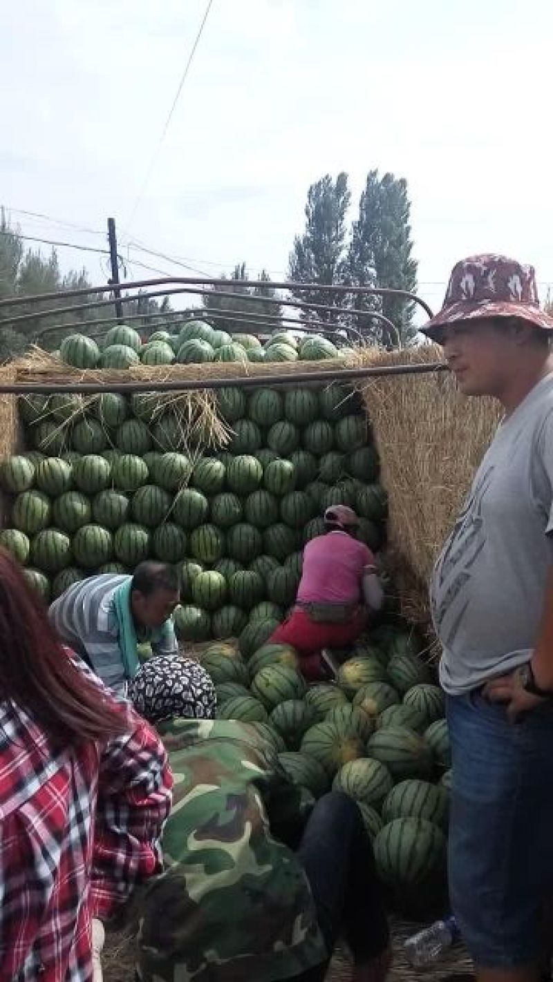 赤峰西瓜一茬九成熟大量上市需要的客户联系