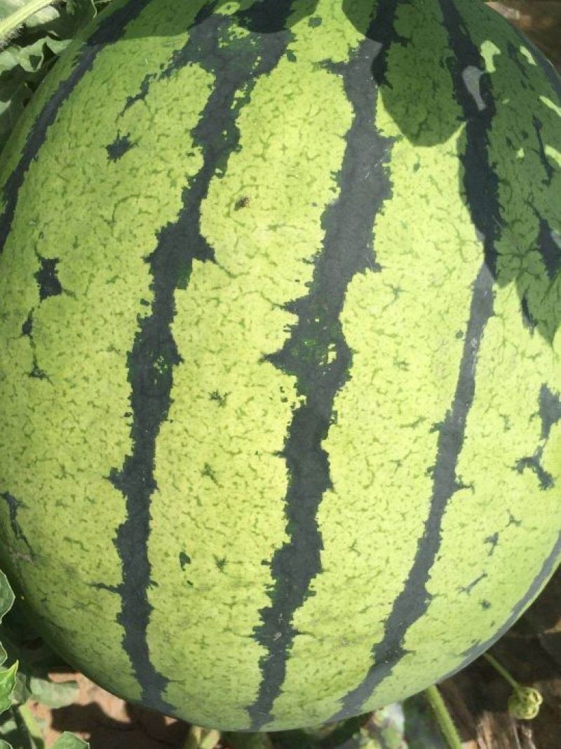 赤峰西瓜一茬九成熟大量上市需要的客户联系