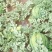 赤峰西瓜一茬九成熟大量上市需要的客户联系