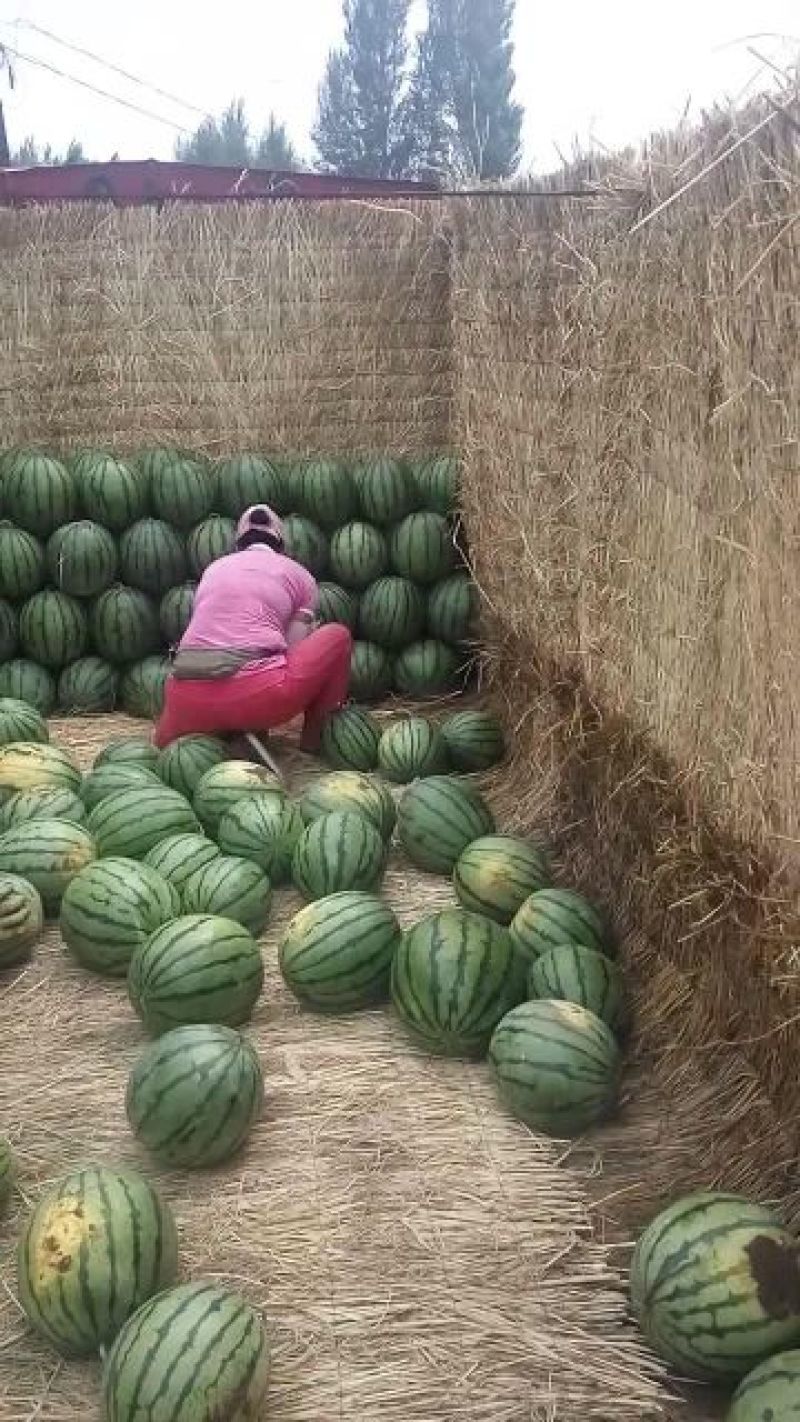 赤峰西瓜一茬九成熟大量上市需要的客户联系