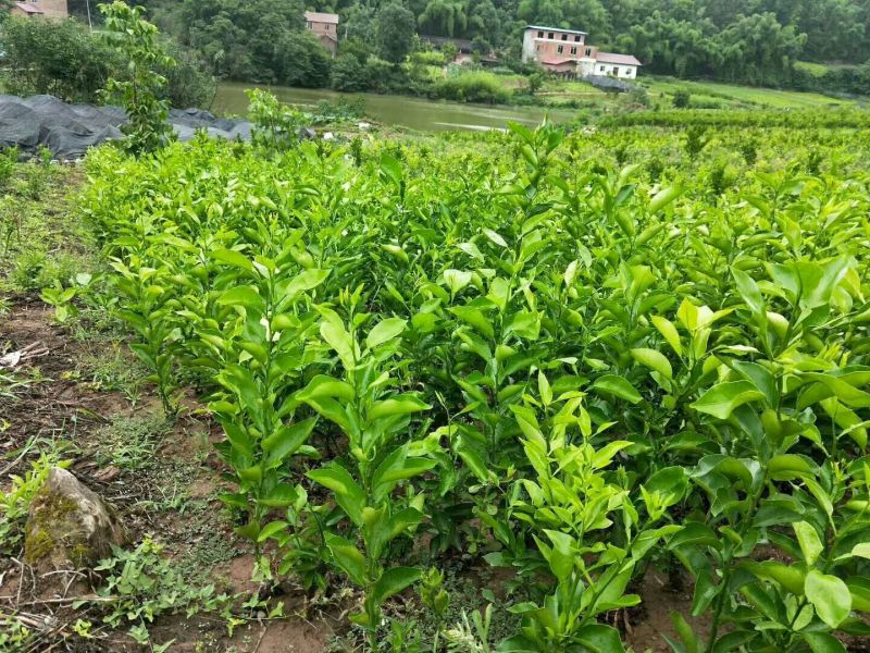 春见柑橘苗耙耙柑苗，耙耙柑苗，四川柑橘苗批发，苗子清秀。