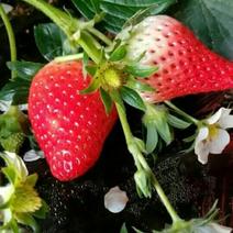基地直销优质草莓苗今年山东红颜草莓苗价格