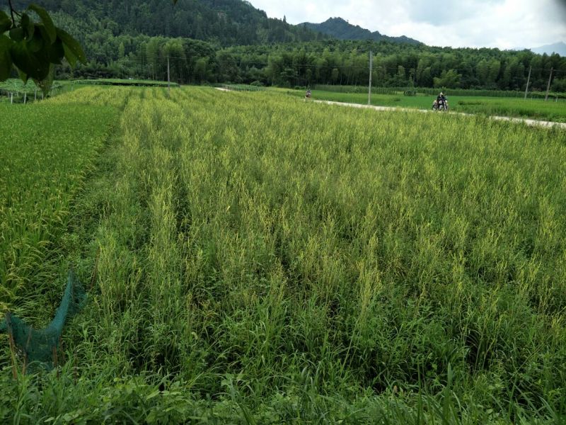 产地直批黄花菜金针菜干品