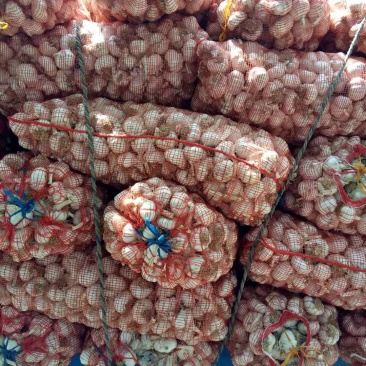 山东紫皮大蒜，大量供应品质保障，一手货源可视频看货