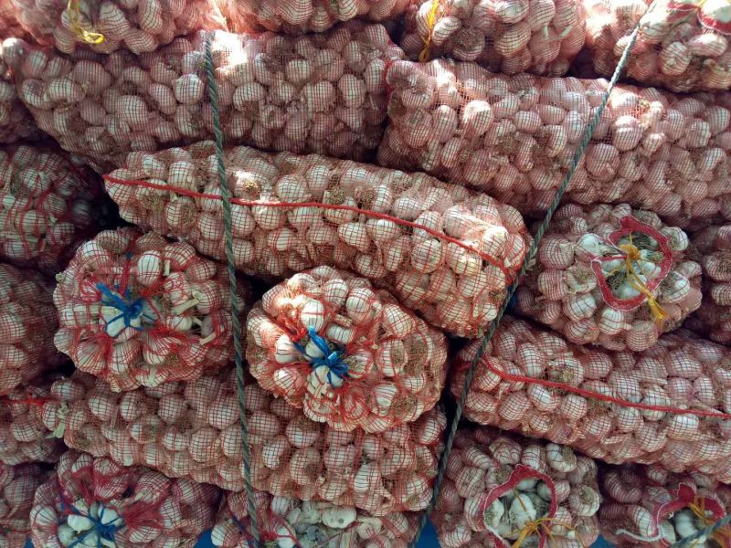 山东紫皮大蒜，大量供应品质保障，一手货源可视频看货