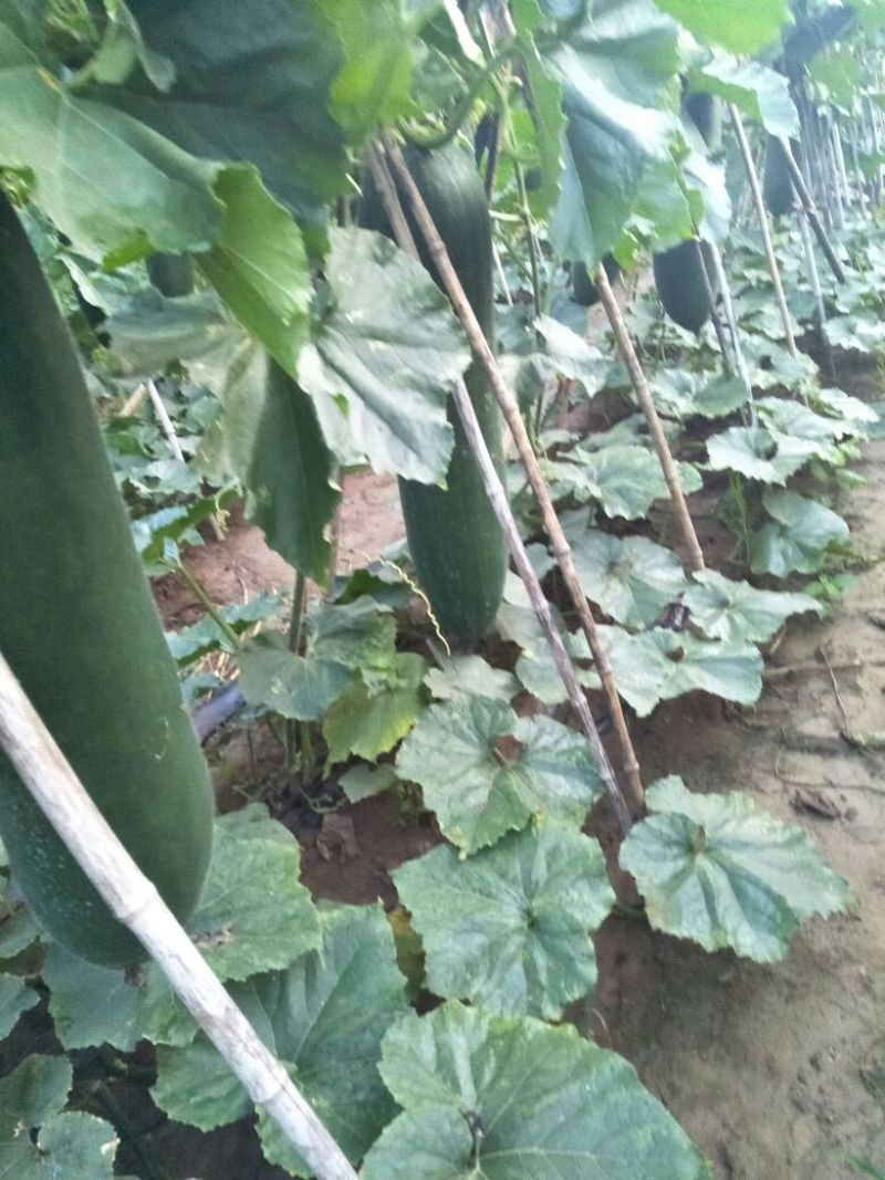 我们的黑皮吊瓜开始上市，有长条三个九，三