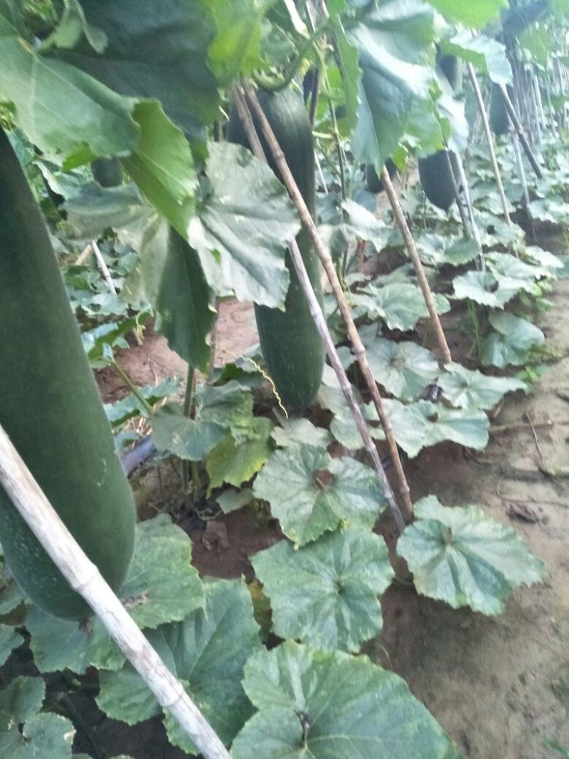 我们的黑皮吊瓜开始上市，有长条三个九，三