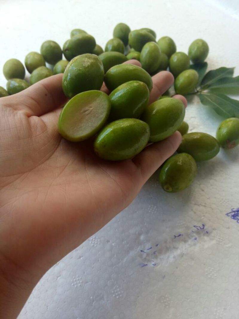 青橄榄青果