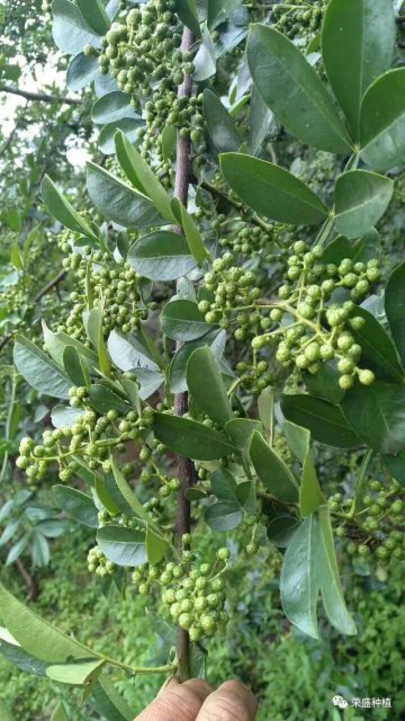 云南青花椒，麻椒，鲜花椒，现货