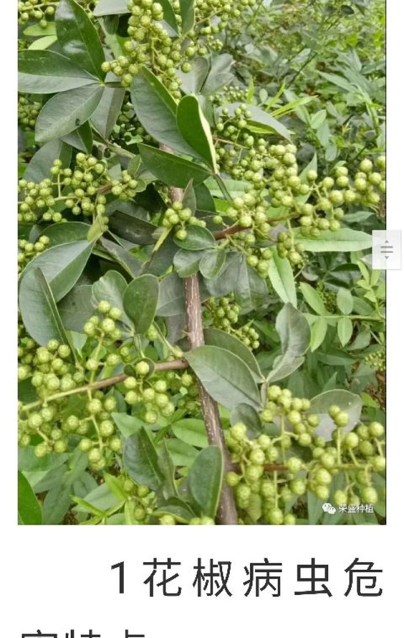 云南青花椒，麻椒，鲜花椒，现货