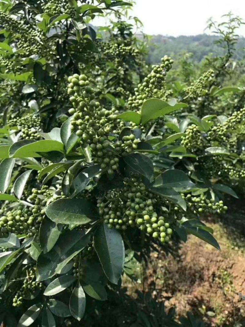 云南青花椒，麻椒，鲜花椒，现货