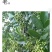 云南青花椒，麻椒，鲜花椒，现货