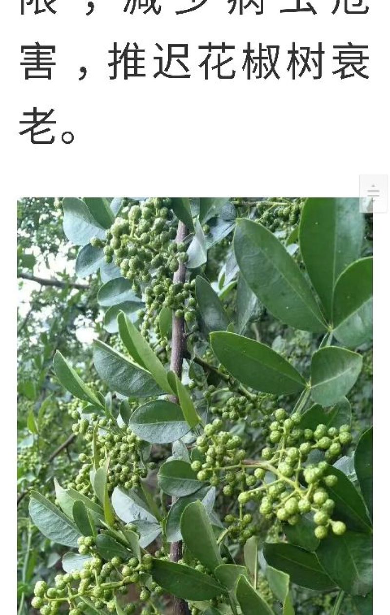 云南青花椒，麻椒，鲜花椒，现货