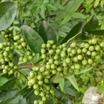 云南青花椒，麻椒，鲜花椒，现货