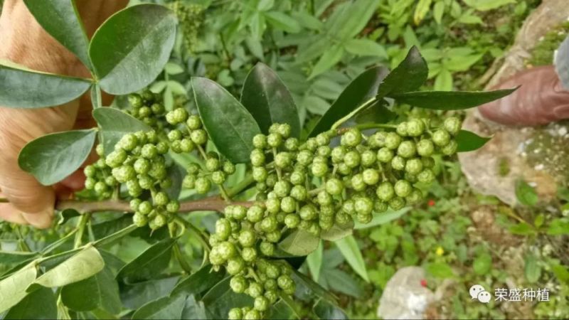 云南青花椒，麻椒，鲜花椒，现货