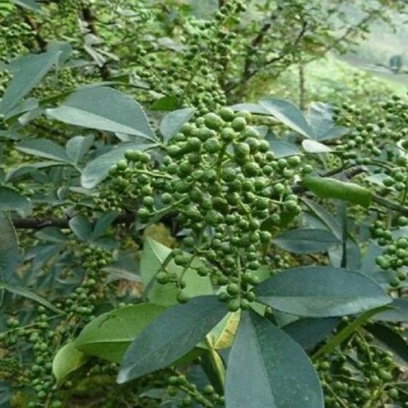 云南青花椒，麻椒，鲜花椒，现货