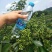 云南青花椒，麻椒，鲜花椒，现货