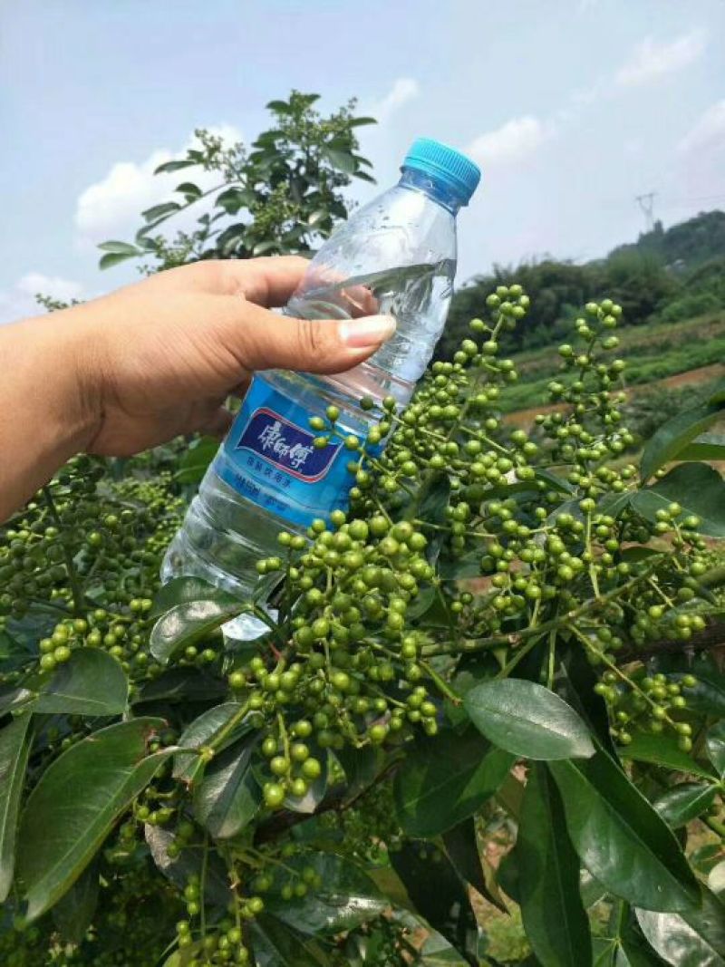 云南青花椒，麻椒，鲜花椒，现货