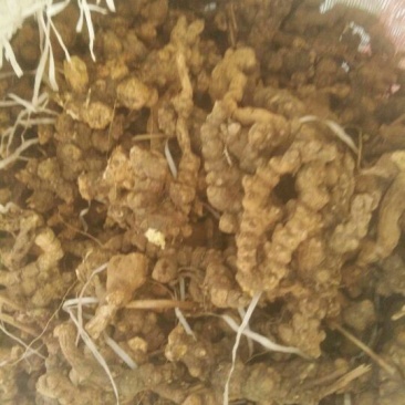 滚筒野生苍术
