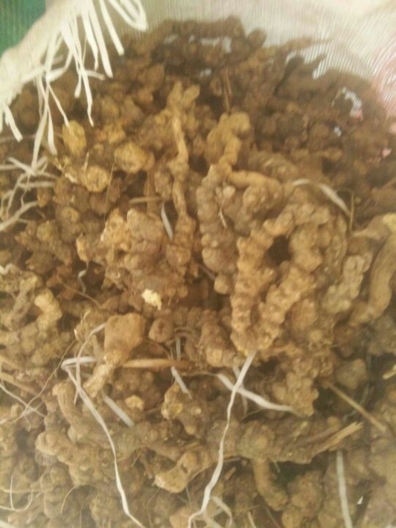 滚筒野生苍术