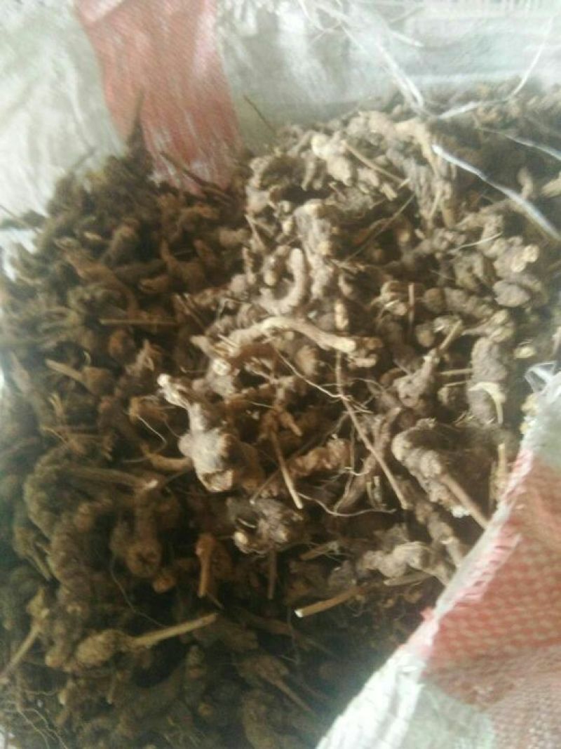 滚筒野生苍术