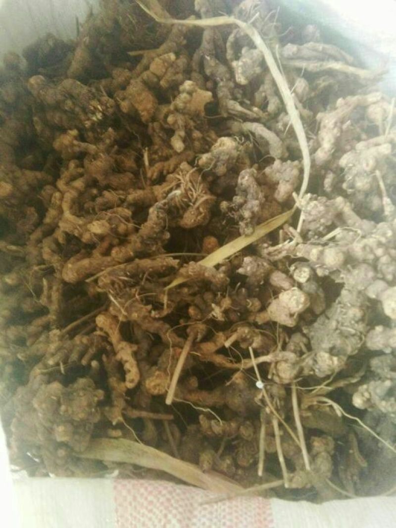 滚筒野生苍术