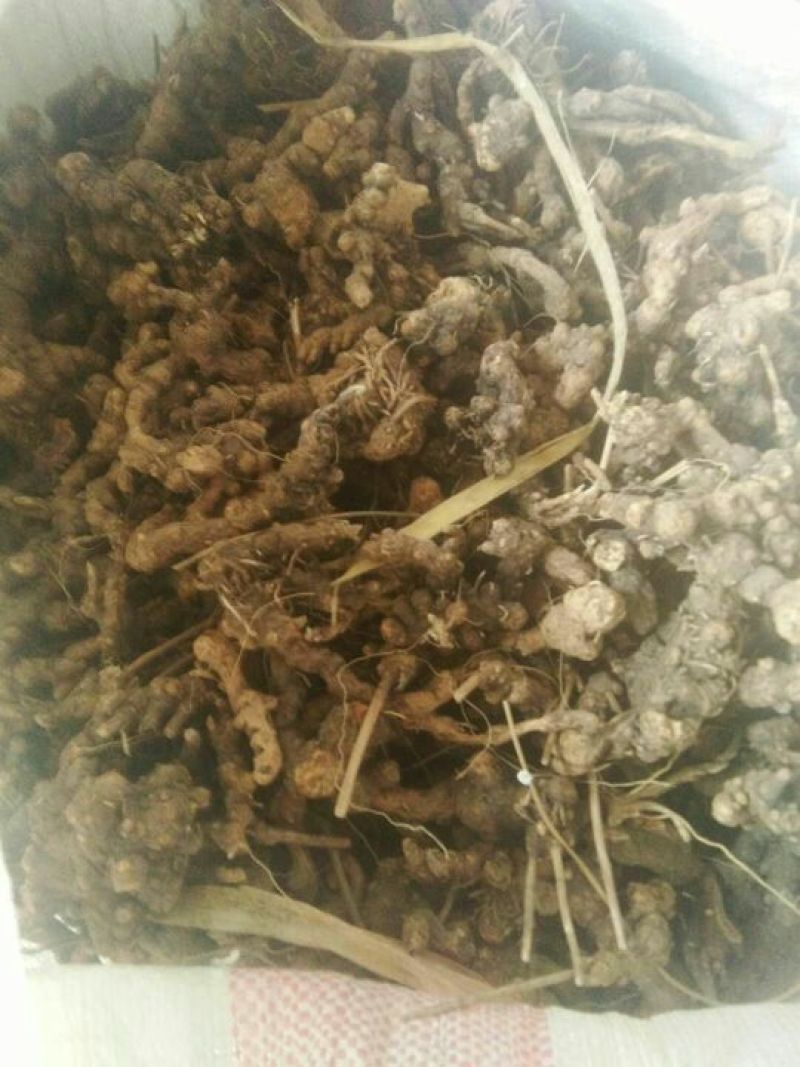 滚筒野生苍术