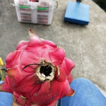 热带米易特甜红心火龙果