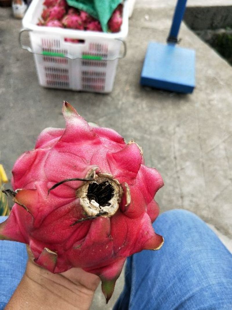 热带米易特甜红心火龙果