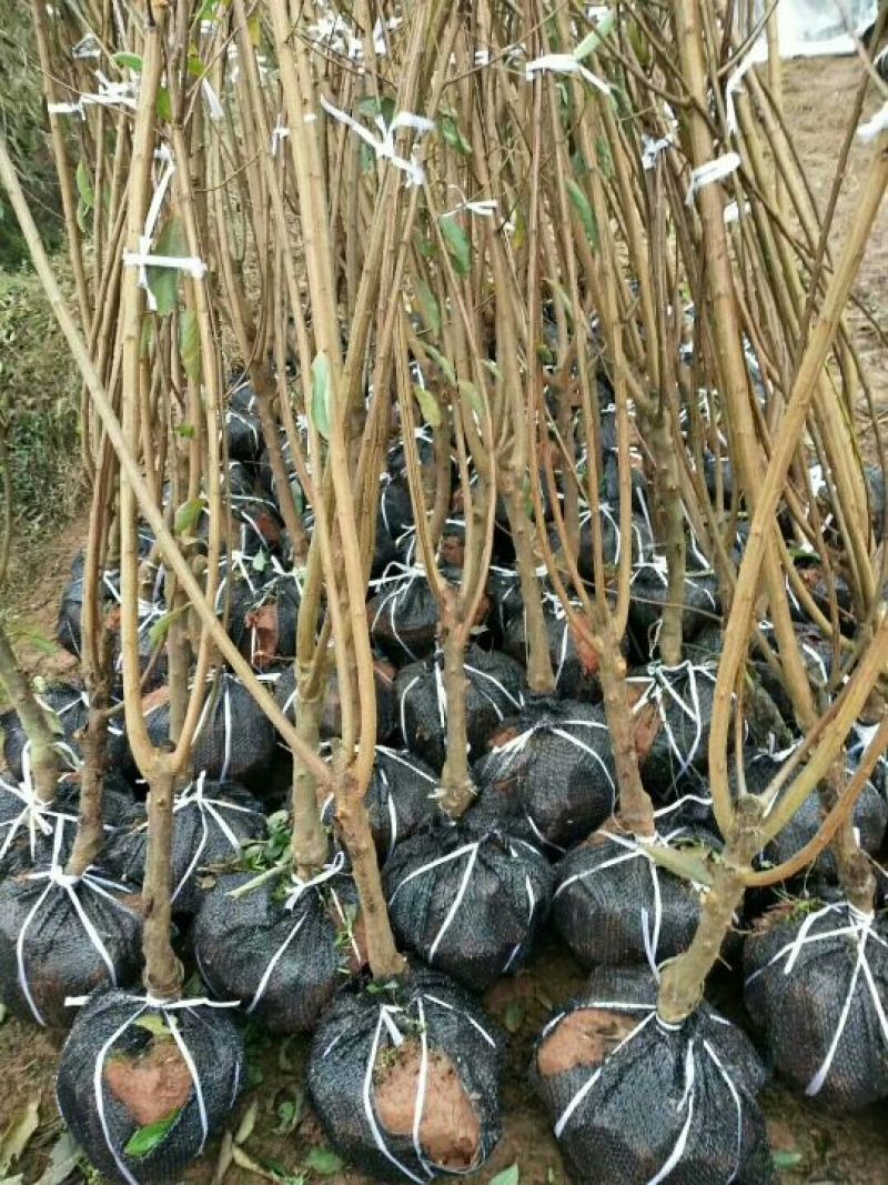 良种优质李子树，挂果树，当年种植，当年挂果。三公分以上