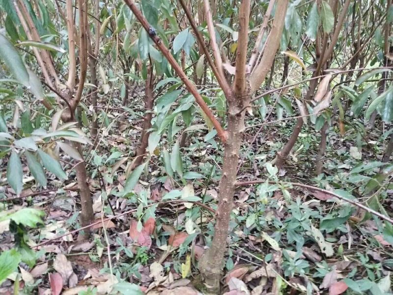 良种优质李子树，挂果树，当年种植，当年挂果。三公分以上