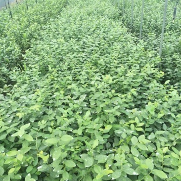 2年蓝莓苗，量大20万株供您选择！薄雾多