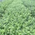 2年蓝莓苗，量大20万株供您选择！薄雾多