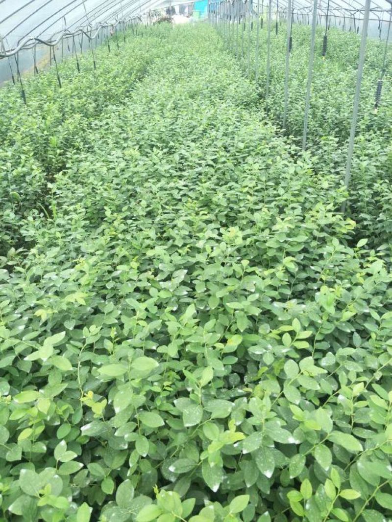2年蓝莓苗，量大20万株供您选择！薄雾多