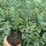 2年蓝莓苗，量大20万株供您选择！薄雾多