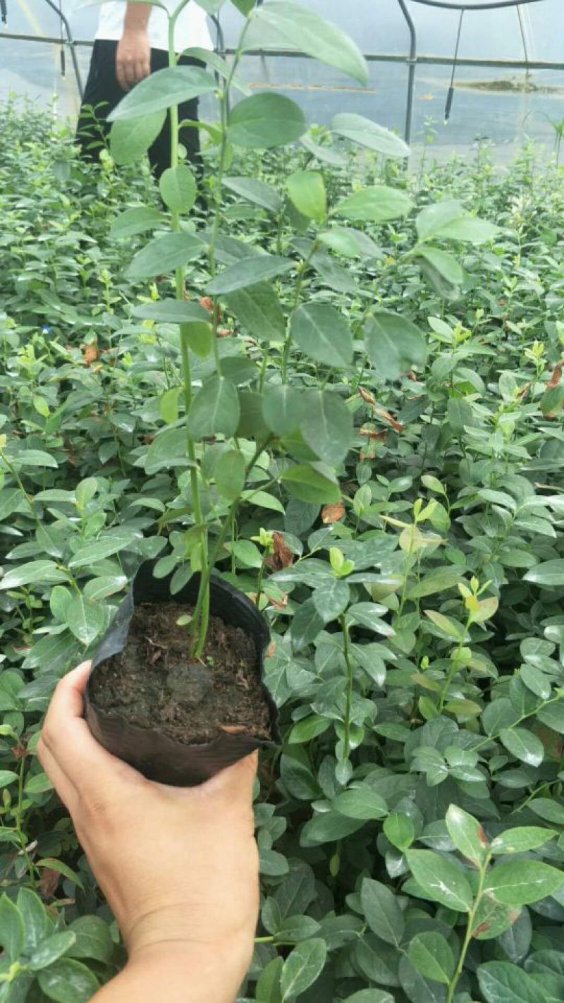 2年蓝莓苗，量大20万株供您选择！薄雾多