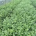 2年蓝莓苗，量大20万株供您选择！薄雾多