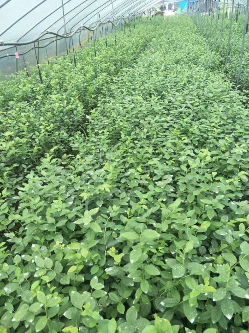 2年蓝莓苗，量大20万株供您选择！薄雾多