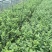 2年蓝莓苗，量大20万株供您选择！薄雾多