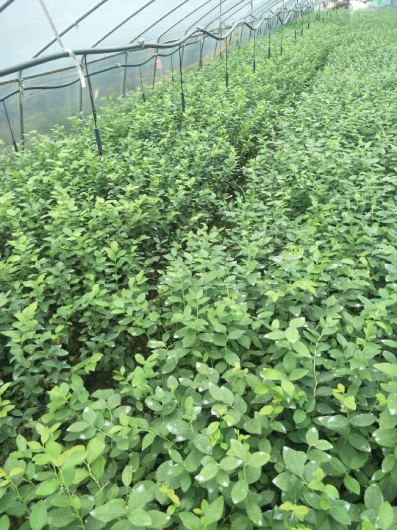 2年蓝莓苗，量大20万株供您选择！薄雾多