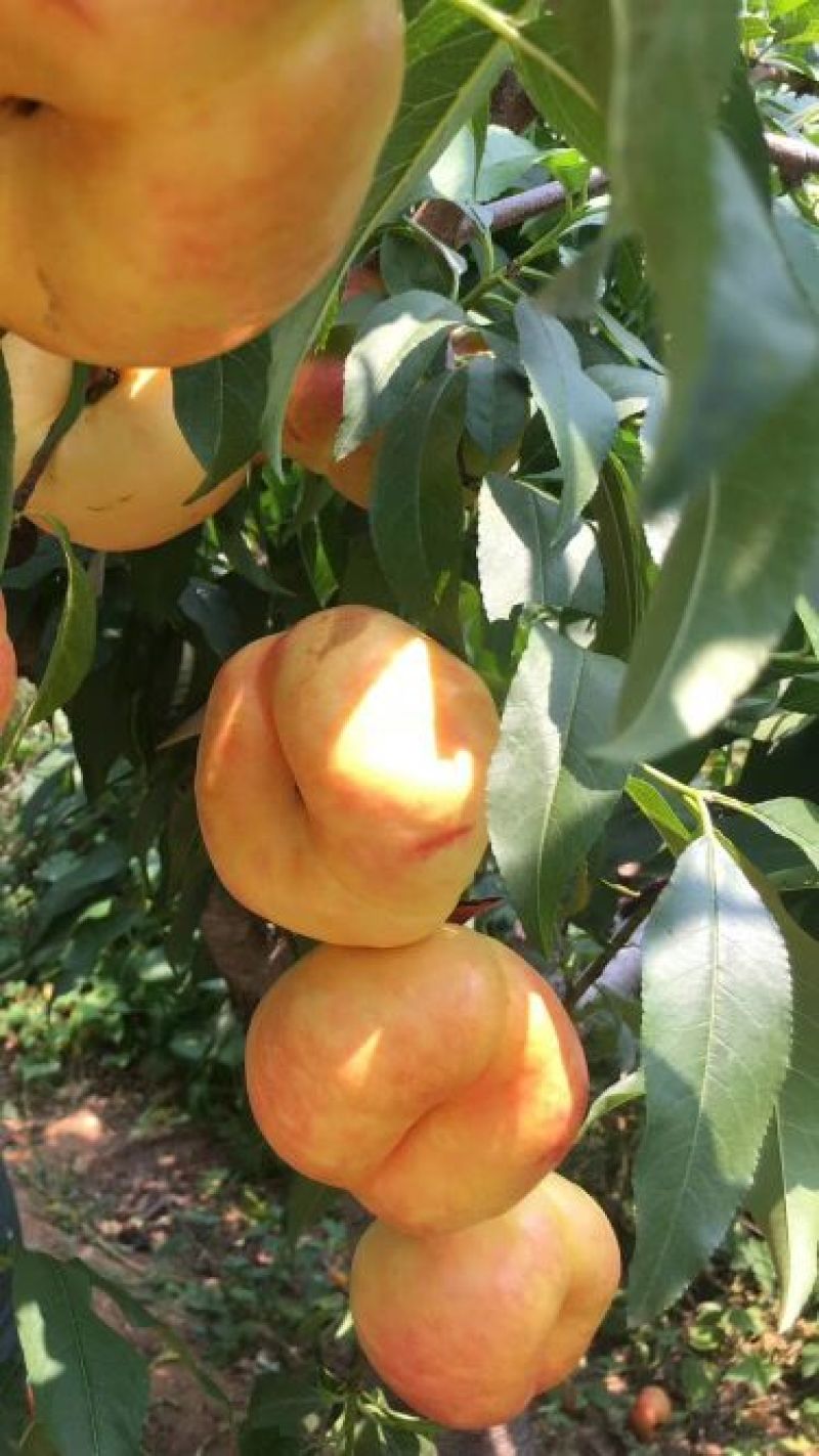 油蟠桃7--7蟠桃们的首领，现在来我基地