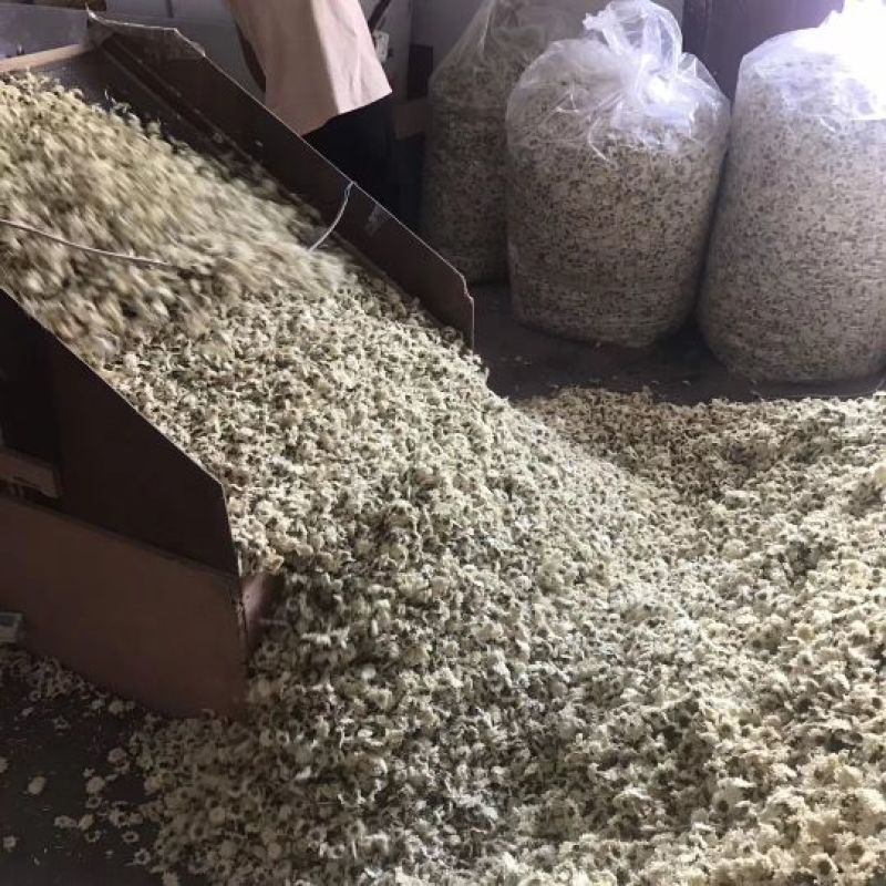 黄山贡菊七月菊太阳花