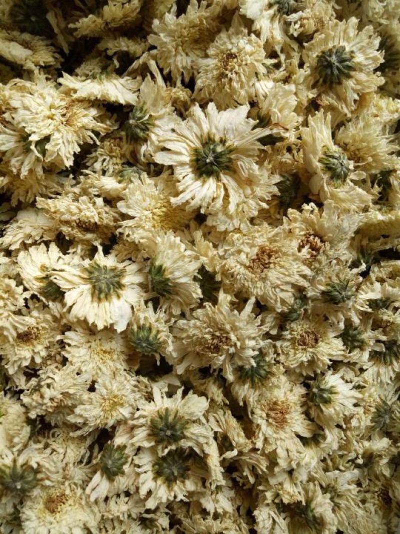 黄山贡菊七月菊太阳花白菊花批发