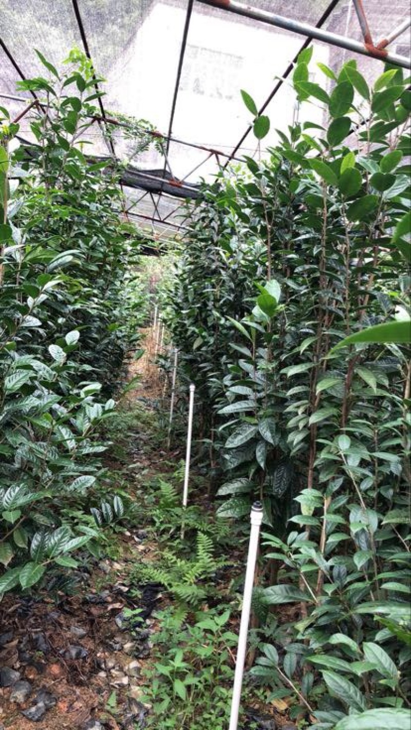 金花茶树苗大树