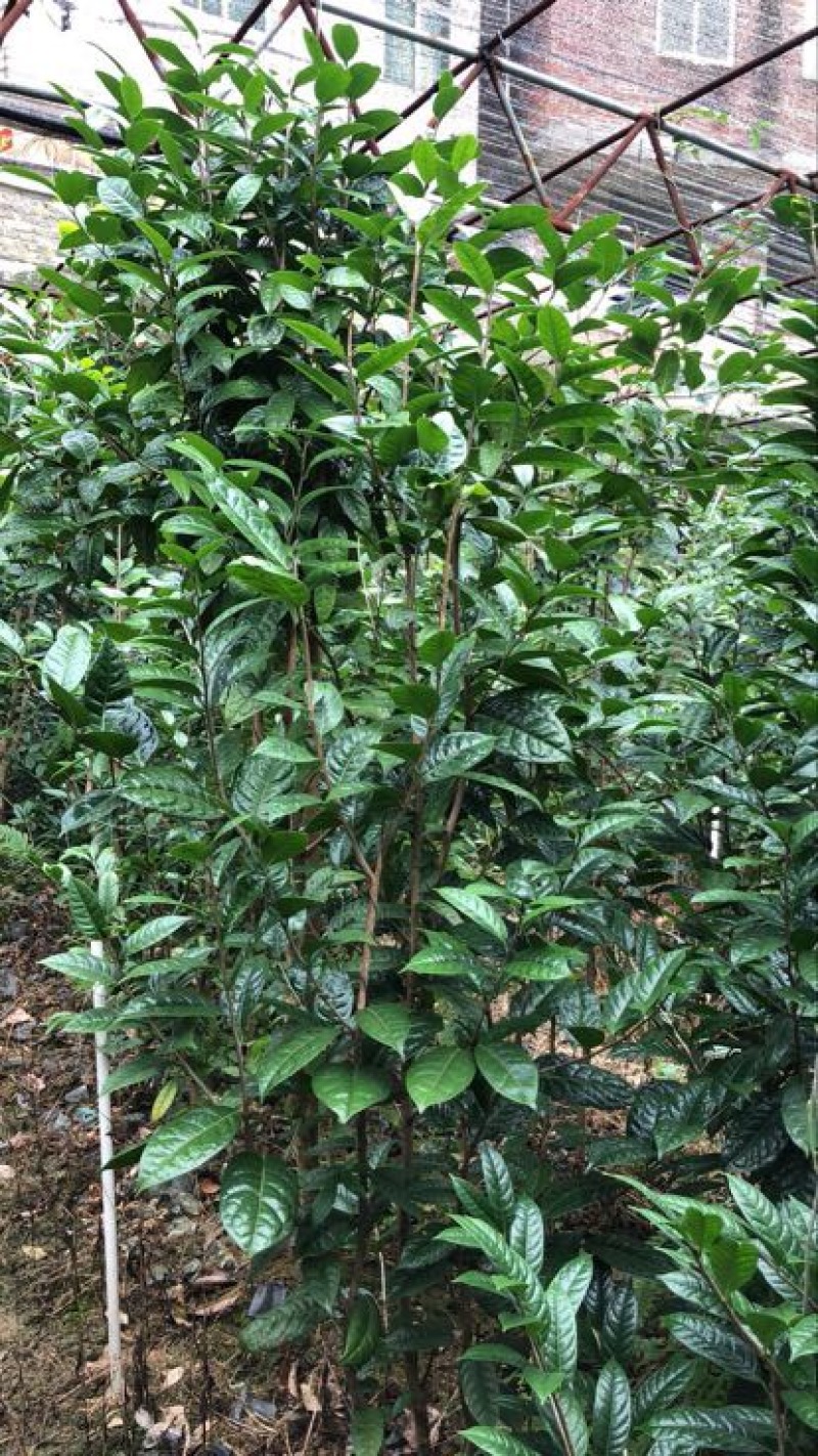 金花茶树苗大树