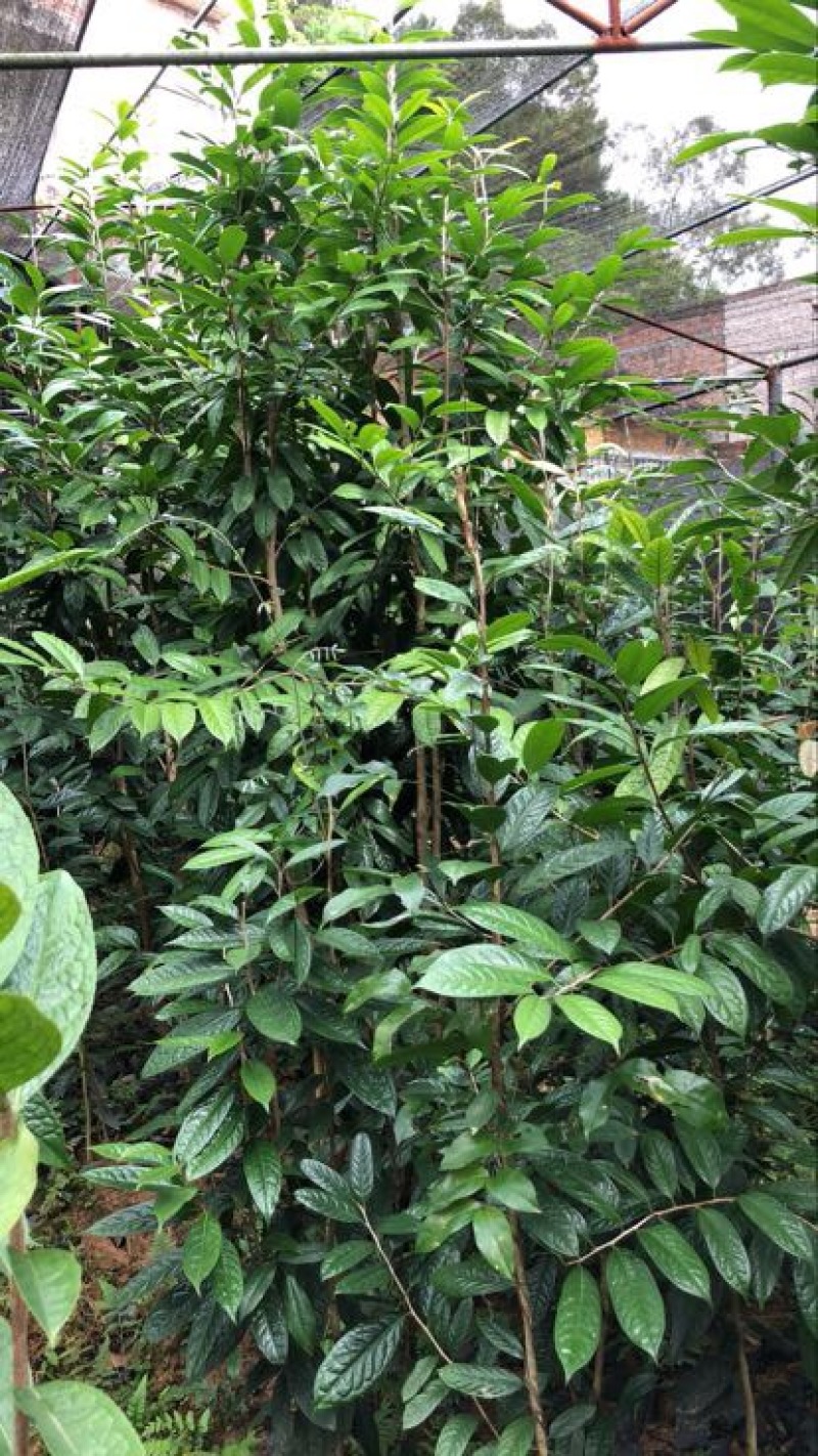 金花茶树苗大树