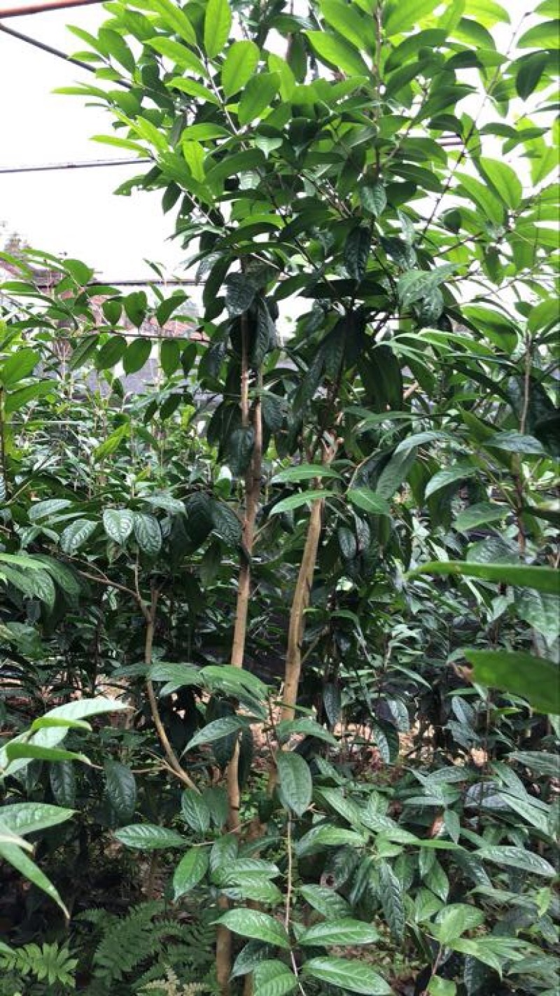 金花茶树苗大树