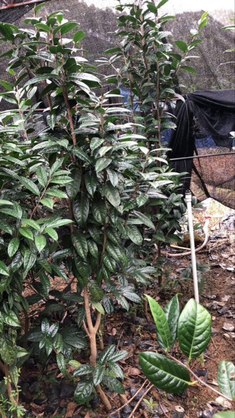 金花茶树苗大树